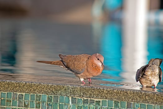 Collared dove beside pool Dubai photo