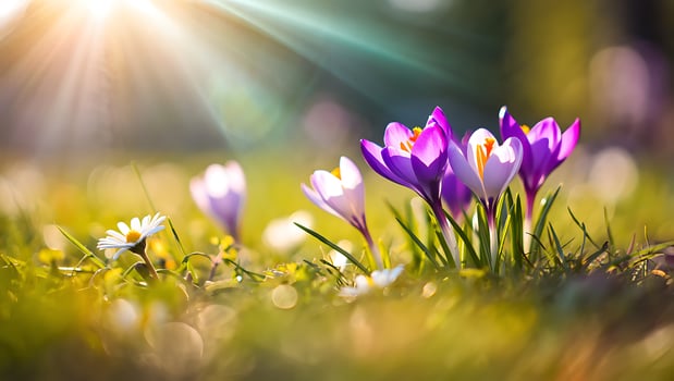 Vibrant crocus flowers in sunlight photo