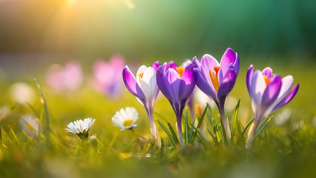 Fresh Purple Crocuses and White Daisies Blooming in Lush Green Grass in Spring Sunlight photo