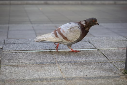A brown and white urban pigeon with striking red feet walks on a paved city sidewalk, embodying a common sight of everyday city life photo