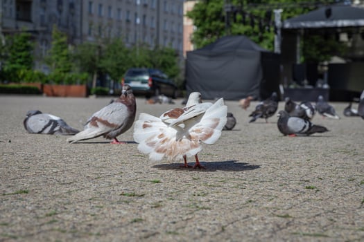 A fantail pigeon displaying its beautiful fanned tail among city pigeons on a sunny urban square, showcasing peaceful urban wildlife photo