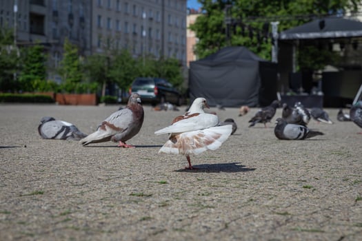 A unique white and brown pigeon stretches its beautiful wing on an urban city square among other common city pigeons, showcasing urban wildlife photo