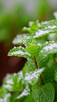 Fresh Mint Leaves Covered in Tiny Ice Crystals in Close Up. photo