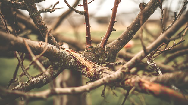 Close Up of Damaged Tree Branch with Textured Bark and Buds. photo