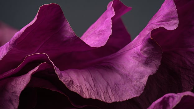 Majestic Pink Rose Petals Gently Flowing in Soft Light. photo