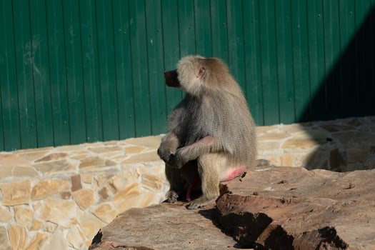 Baboon Sitting Rock Zoo Enclosure photo