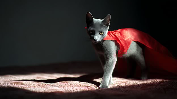 Grey Cat Wearing a Red Cape Stands Ready for Adventure. photo