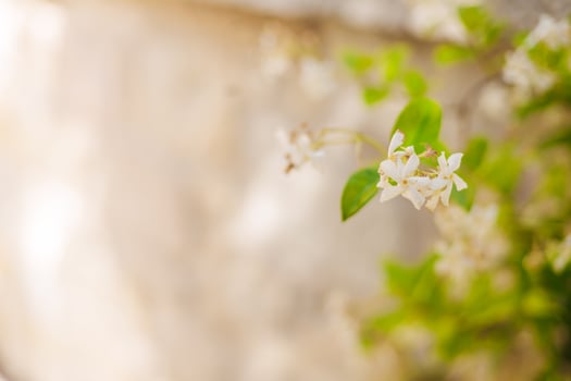Delicate white flowers with green leaves against a soft, blurred background. The scene conveys a sense of tranquility and natural beauty. photo