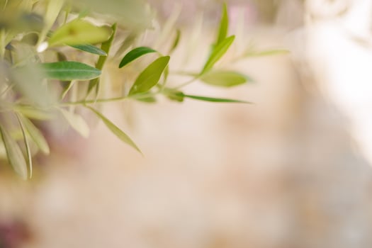 Close-up of green olive leaves against a blurred background. The image captures the delicate texture and vibrant color of the leaves, emphasizing nature's beauty photo