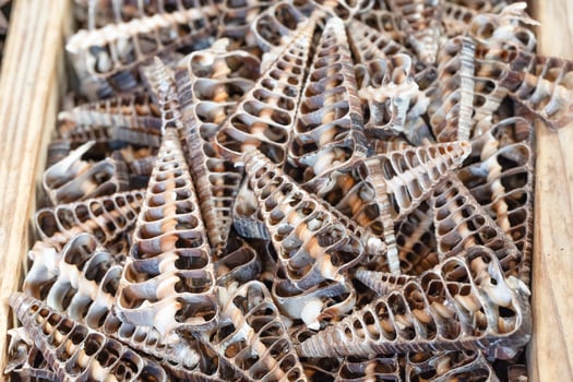 Natural seashells arranged in a wooden box showcasing intricate patterns and textures of marine life photo