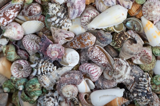 Collection of diverse seashells showcasing intricate patterns and textures on a natural surface photo