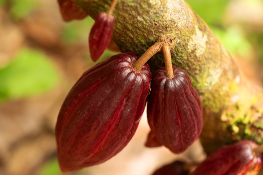 Close-up of ripe cacao pods hanging from a tree branch in a lush tropical environment photo