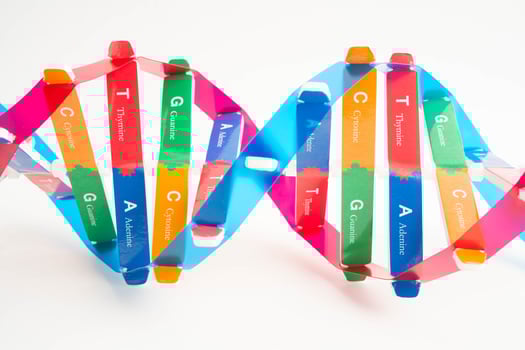 DNA molecule spiral structure model isolated on white background, chromosome and gene chemical science biology. photo