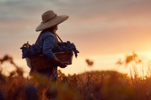Harvesting grapes at sunset in a vineyard with a farmer carrying fresh produce in a basket photo
