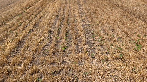 A Dry Agricultural Field After the Harvesting Process Has Been Completed Successfully photo