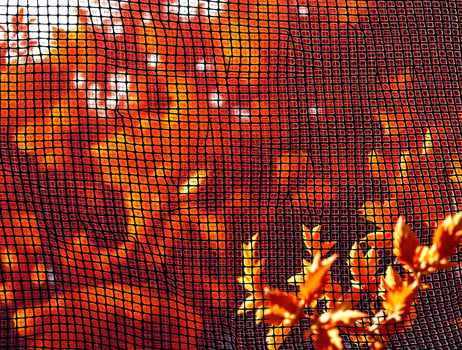Autumn Leaves Through a Mesh A Captivating Fall Texture photo