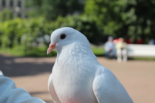 White Dove Portrait Close-Up on Green Background photo