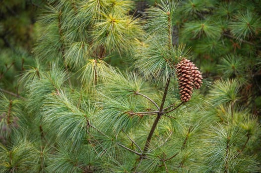 Pine cone grows on juniper tree. Nepal people used it for the ritual purification of temples. photo