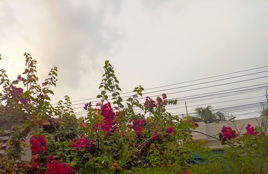 Delicate clouds hover behind bold bougainvillea flowers, giving the scene a balance of softness and strength. photo