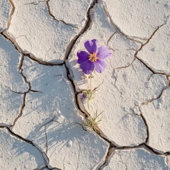 The Resilient Bloom Of A Flower On The Arid Surface photo