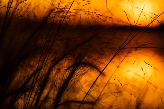Silhouettes of tall grass in sunset. Abstract nature background for tranquil meditation and relaxation photo