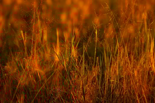 Lush green and golden grass background. Macro field view with warm autumn light. photo