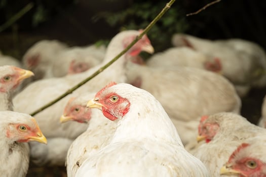 Many white chickens with red combs in a farm. Broiler poultry farming for meat production. photo