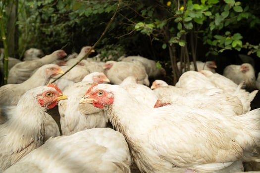 White broiler chicken at a farm. Group of domestic animal flock together. photo