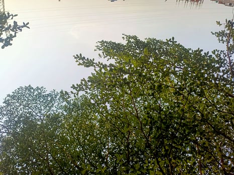 A cluster of vibrant green leaves stands out against a soft sky, symbolizing renewal, calm, and the peaceful rhythm of the natural world. photo