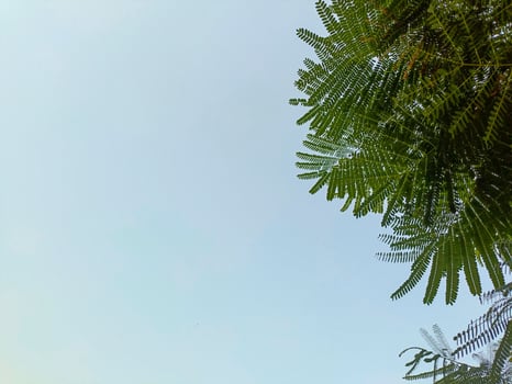 Light filters through green leaves under a bright sky, highlighting every delicate vein and curve. A quiet reminder of natures quiet brilliance. photo