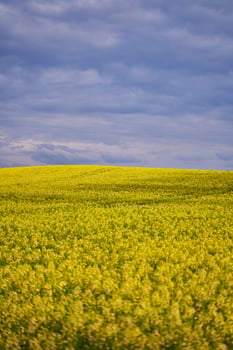 Yellow rapeseed flowers. Landscape with yellow rapeseed flowers. photo