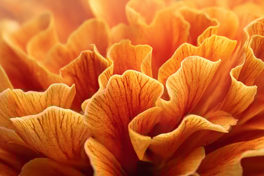 Closeup of Bright Marigold Petal Layers Capturing Nature Beauty for Wall Art or Botanical Decor photo
