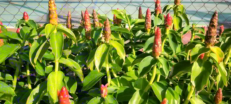 Vibrant Red Spiral Ginger Flowers in a Lush Tropical Garden photo