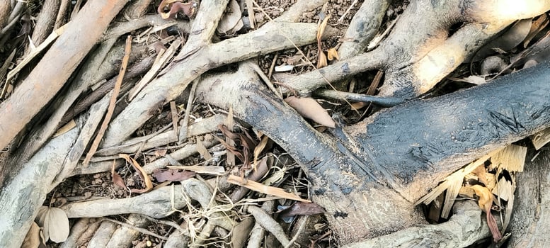 Complex Web of Intertwined Tree Roots as a Natural Background photo