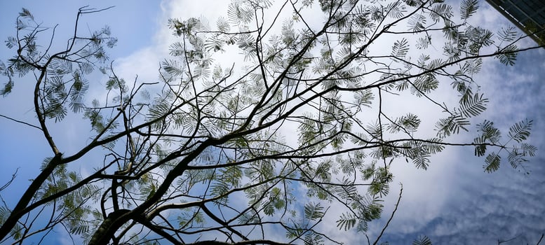 Low-Angle View of Delicate Tree Branches Against a Cloudy Blue Sky photo