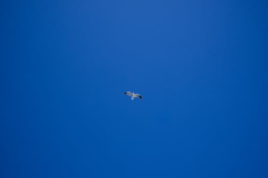Solitary seagull gliding in clear blue sky photo