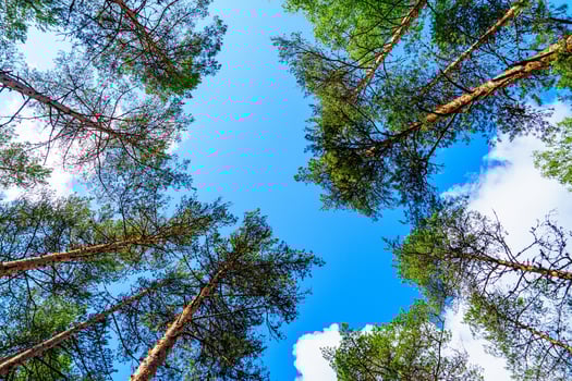 Gazing at majestic pine trees reaching for a vibrant blue sky creates a serene scene of natural beauty. Perfect for travel, tourism, and environmental storytelling. photo