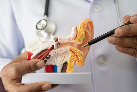 Asian doctor holding human ear model to learn treat hearing loss photo