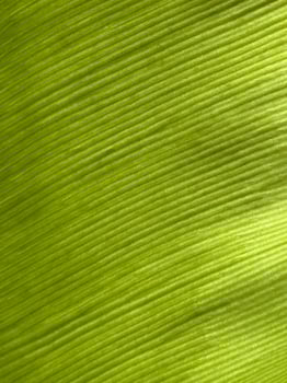 Close-up of Green Leaf Texture with Natural Light and Fine Veins photo
