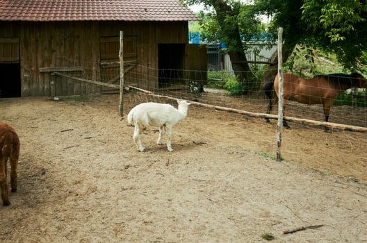 White llama is standing in a dirt field next to a wooden barn. Pultusk, Poland 20.07.2025 photo