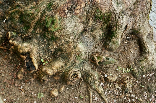 Tree root is shown in a close up photo