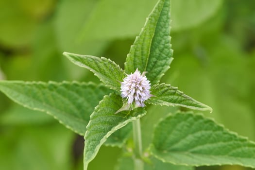 Close up of lilac mint flower with vibrant green leaves in a natural garden setting. photo