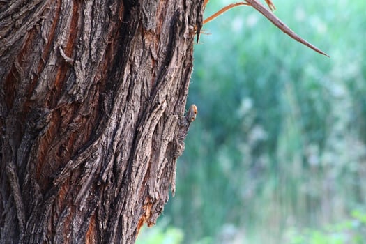 Lizard Camouflage on Tree Bark. photo