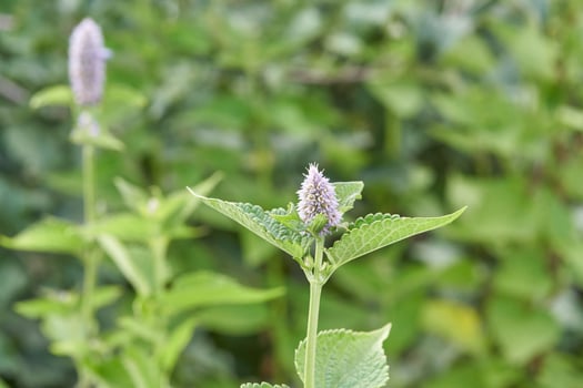 Close up of purple flower on green plant with blurred natural background. photo