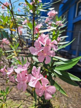 Pink flowers in front of a blue building photo
