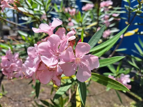 A pink flower is growing in front of a blue building photo