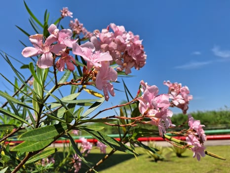 A pink flower is in bloom on a green plant photo