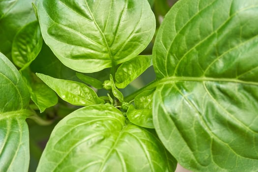 Close up of vibrant green tropical plant leaves with veins and natural details. photo