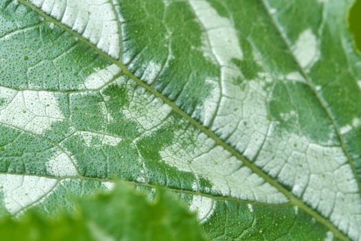 Close up of green leaf with detailed veins and natural texture in lush foliage. photo