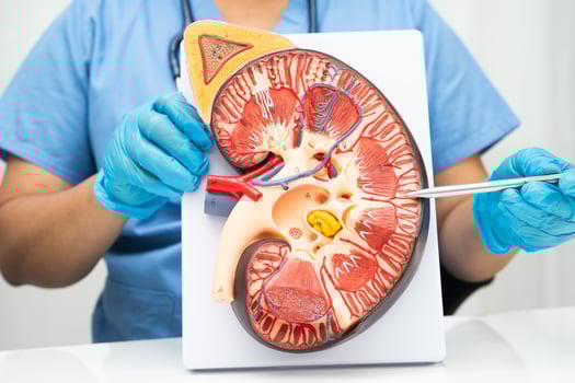 Chronic kidney disease, doctor with model for treatment urinary system, urology, Estimated glomerular filtration eGFR. photo